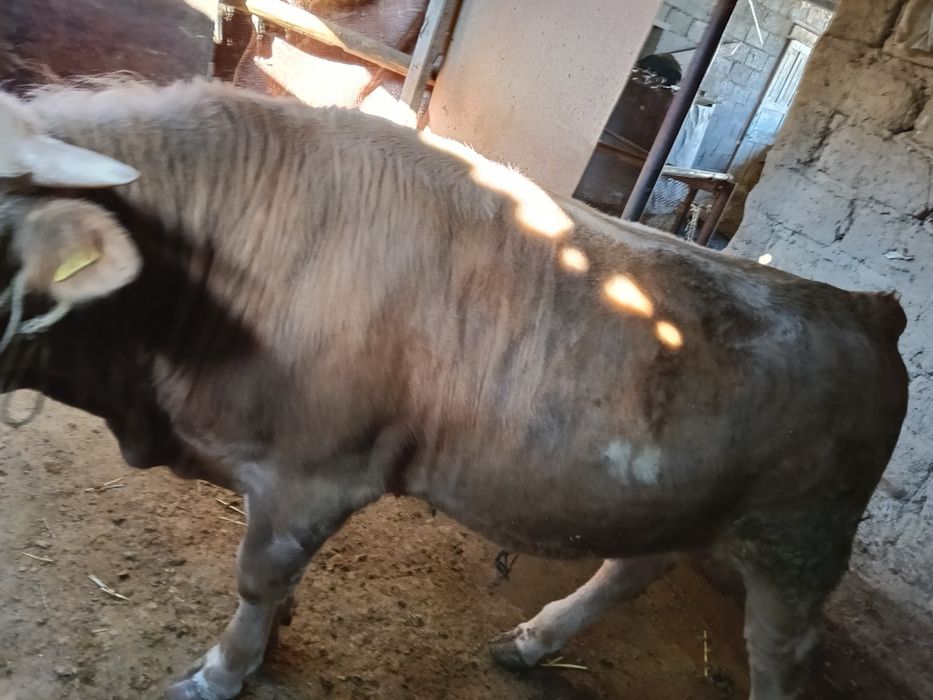 Бұқа сатылады 7 ай байланған