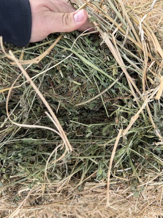 Клевер жонышка рулон