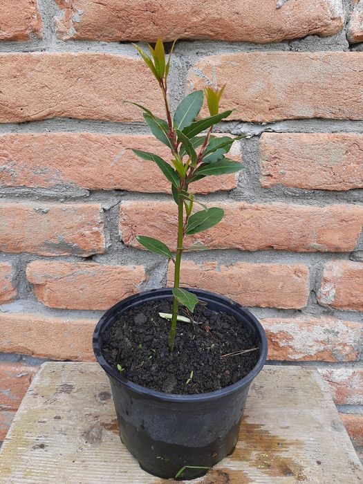 Vând copăcel Dafin comestibil