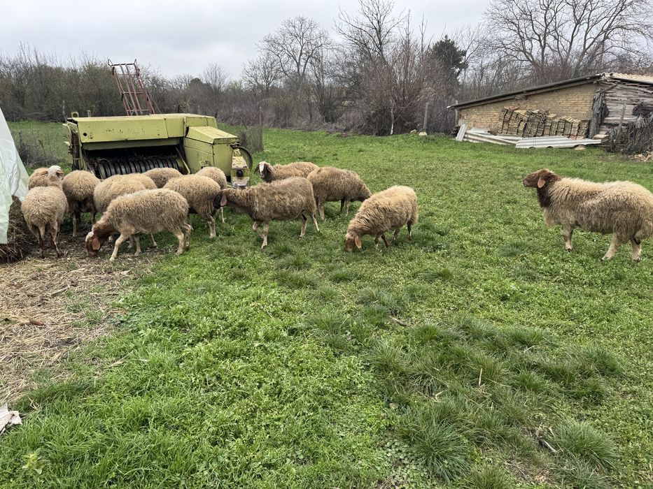 Продавам бременни овце 12 броя