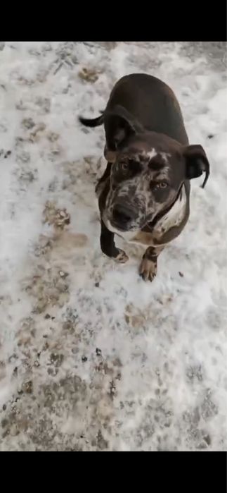 пит бултерер щенка