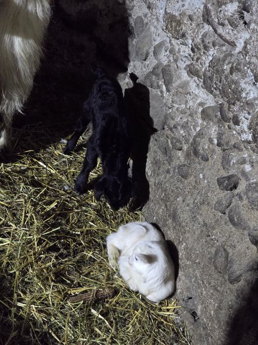 De vănzare capră 500 lei și capre cu un iez700 capră  cu doi iezi 900