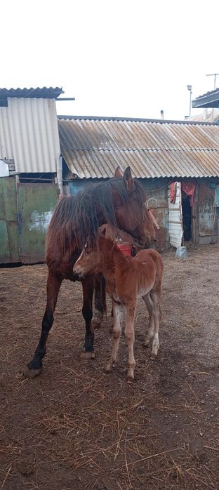 Бие жуас. Салт мінгі. 9 жас