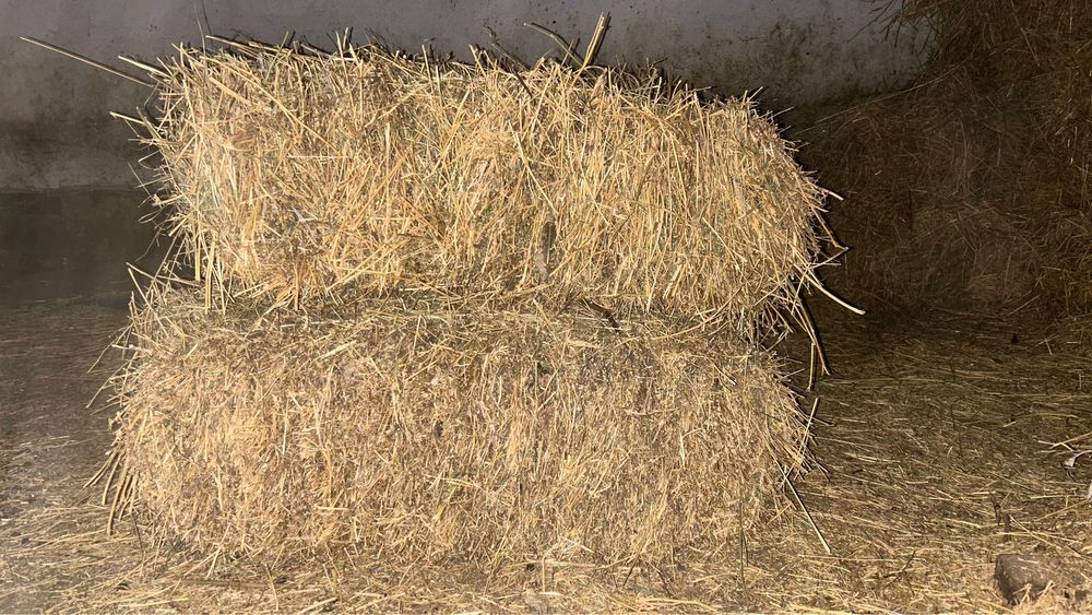 Клевер 65 тюков