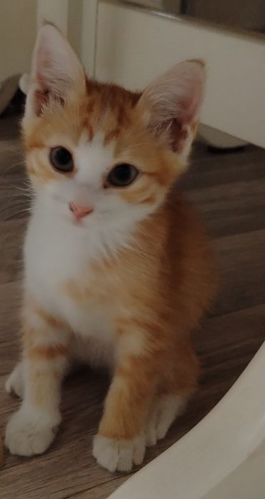 Отдам котёнка в добрые руки