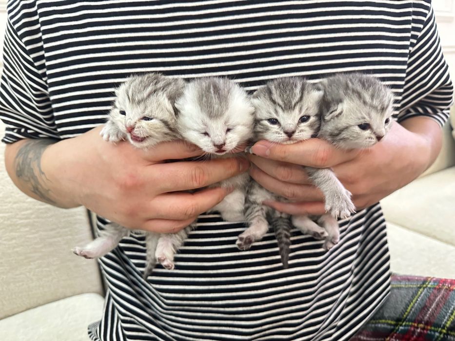 Котята вислоухие шотландцы