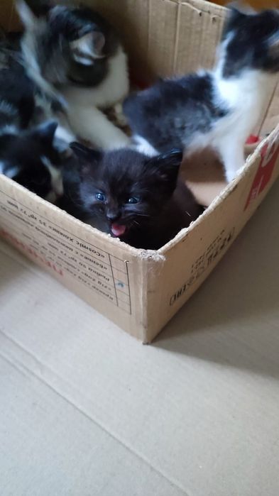 Котята срочно ищут дом