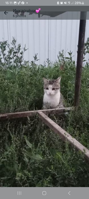 Помогите найти кота