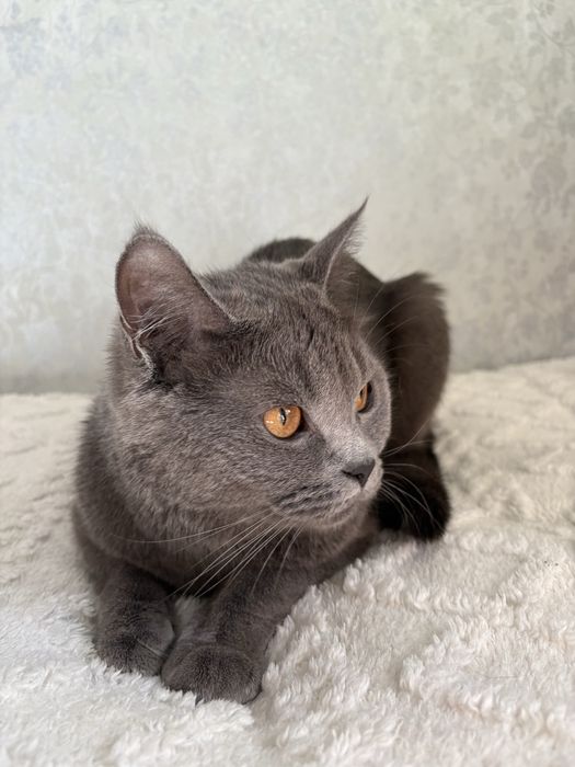 Британец,в добрые руки