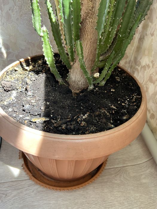 Цветок африканский молочай