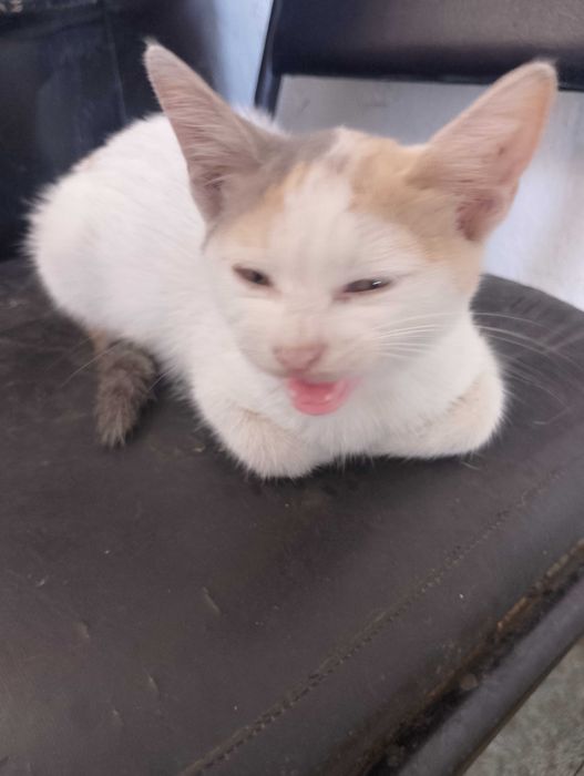 Подарявам малки котета на два месеца
