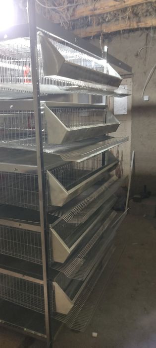 Bedona qafas 500