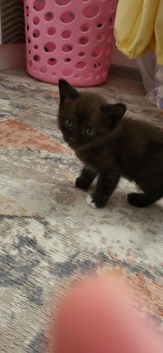 Котёнок мальчик Астана