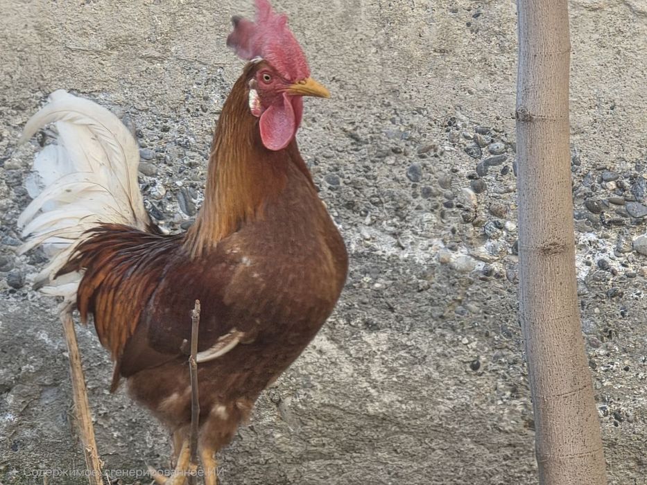 Uy xorozlari sotiladi va  Zotor xorozlar