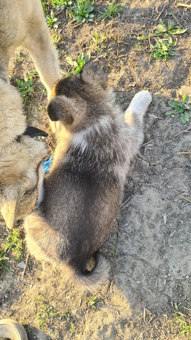 Отдам в добрые руки