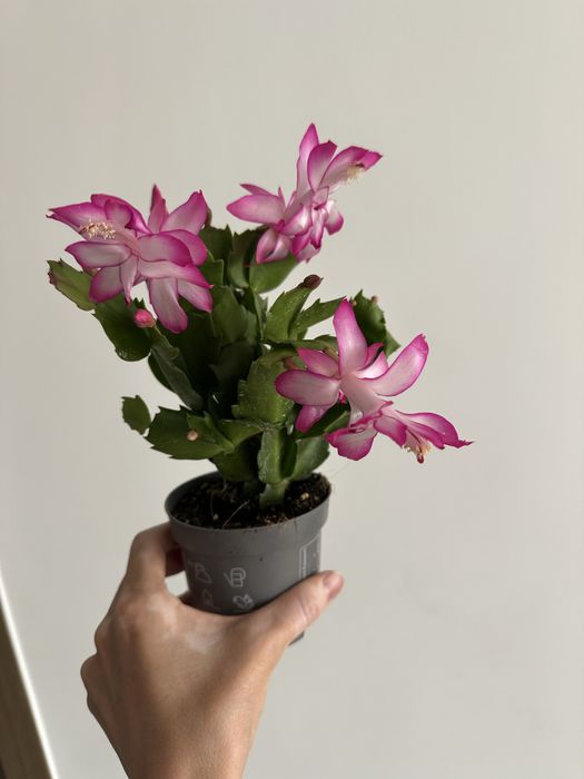 Комнатные цветы по 3500