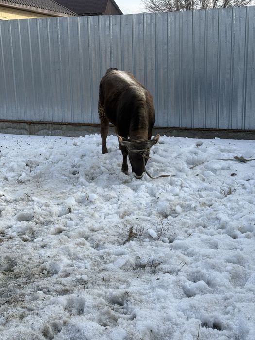Продам быка на племя
