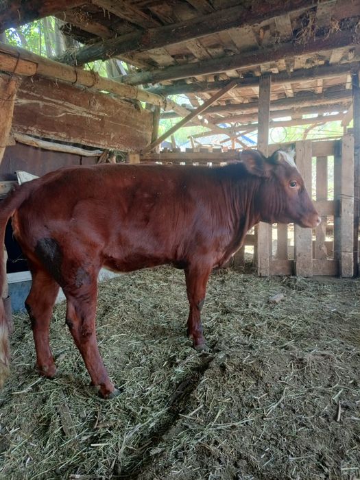 Продам телку симментал породы