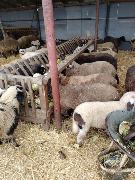 Miei de vanzare pentru paste