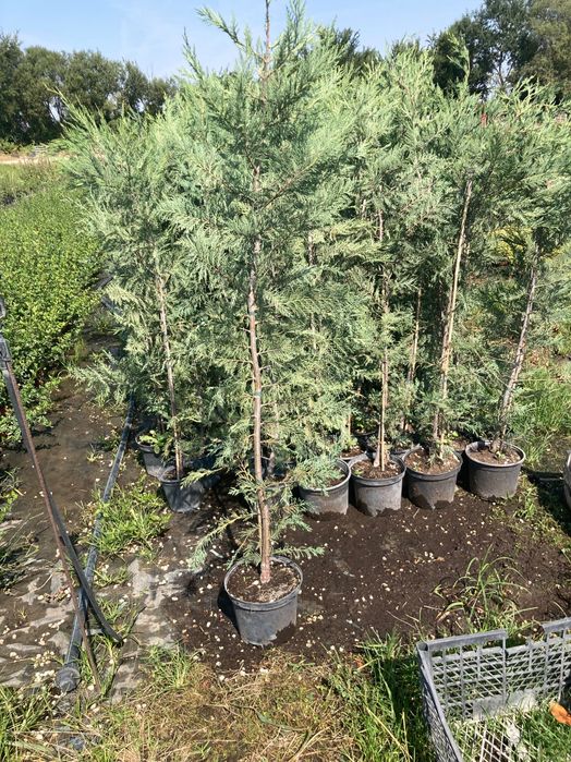 Лейланди кипарис