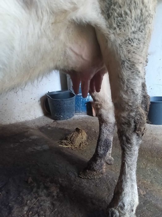 Vaca baltă de 7 ani