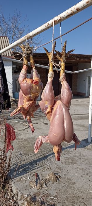 Xurozlar sotiladi juda katta semiz