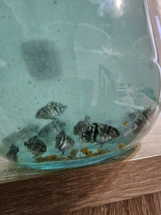 Продам рыбок . Мальчик  рыбки Попугай