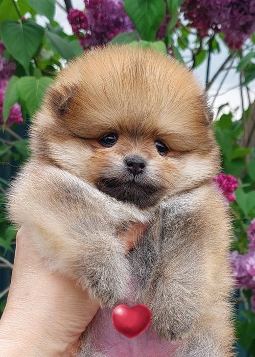 Померанский шпиц