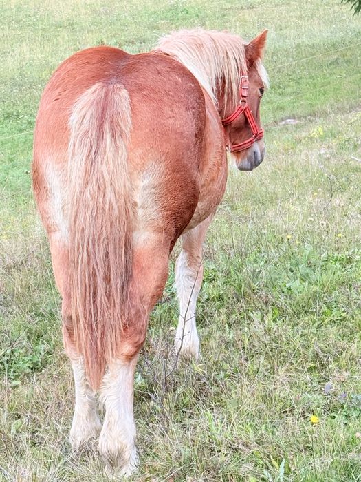 Minza ardeneza de vinzare de 1 an