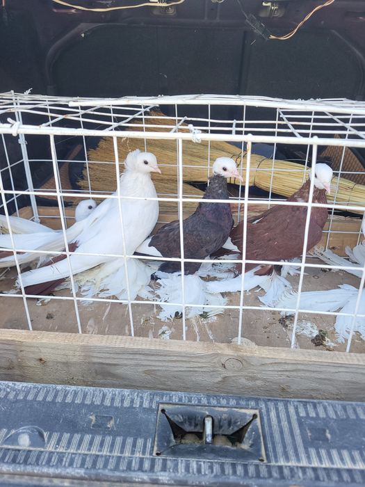 Голуби птица Персы