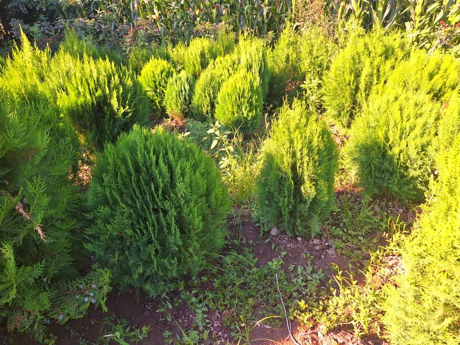 Арчалар. Глобус шаклида.