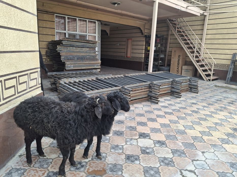 Еркек Тоқтылар бар семиз