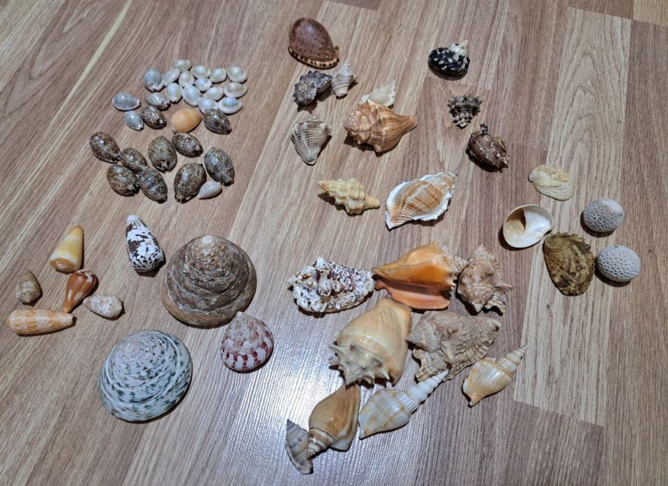 Ракушки коллекционные разные
