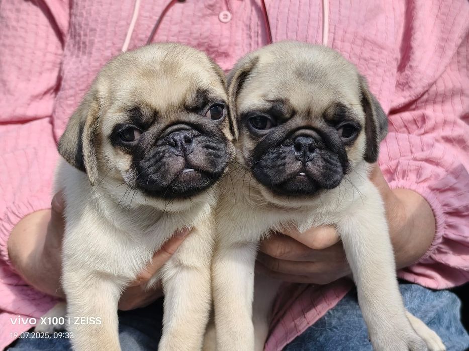 Очаровательные щенки мопса.