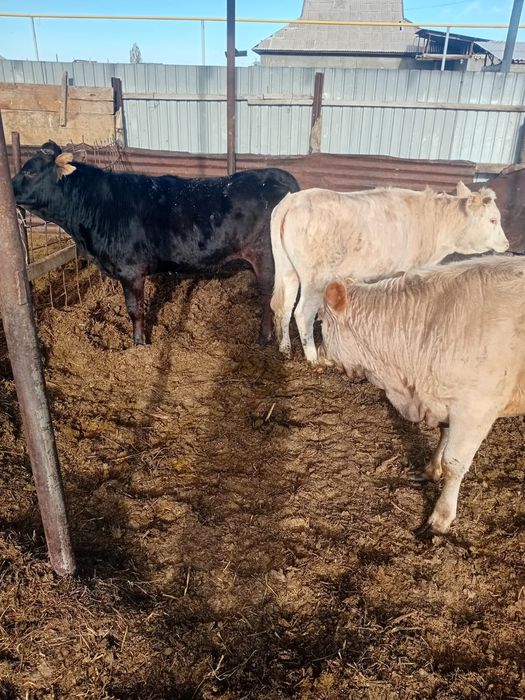 Тёлки жирные 1.5 годовалые