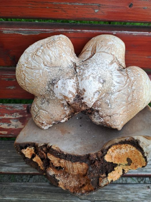 Iasca albine/ chaga