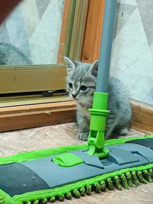 Отдам котят, бесплатно