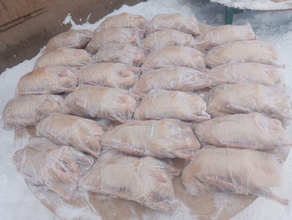 Гуси, мясо гусей тушками Халаль!!!