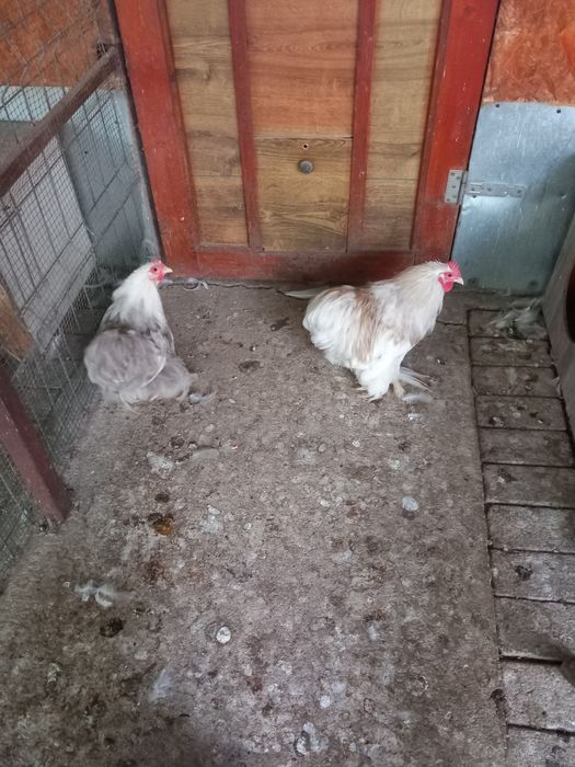 Cochinchina pitic Bobtail