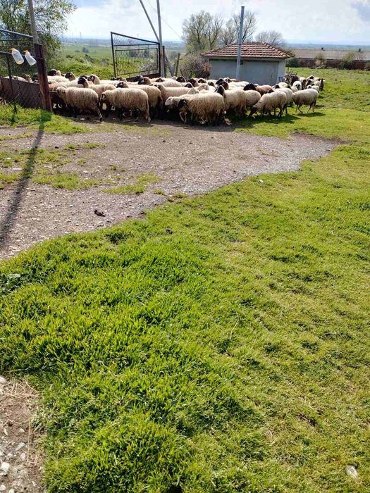 Овце за продаване