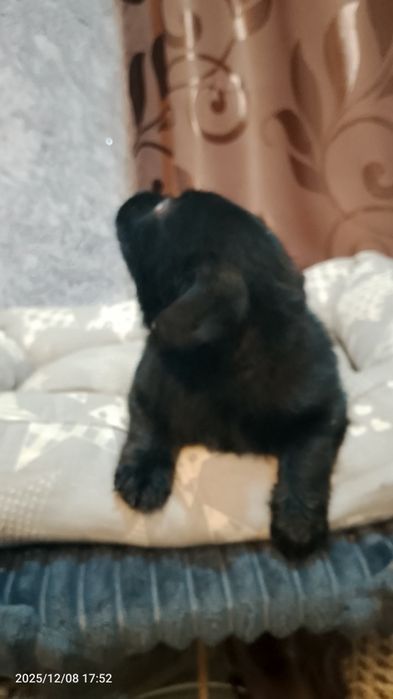 Отдам собачку в добрые руки