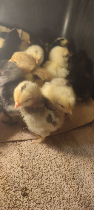 Pui australorp, pui țară