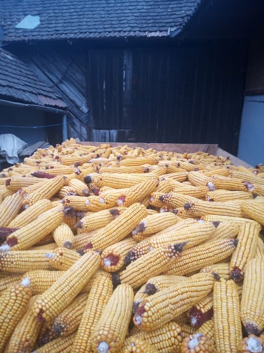 Vând porumb boabe la 1 leu