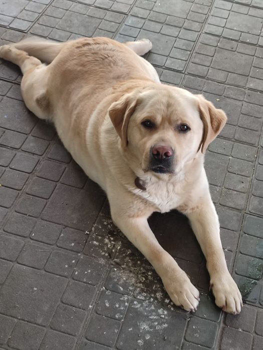 Вязка кабель лабрадор.