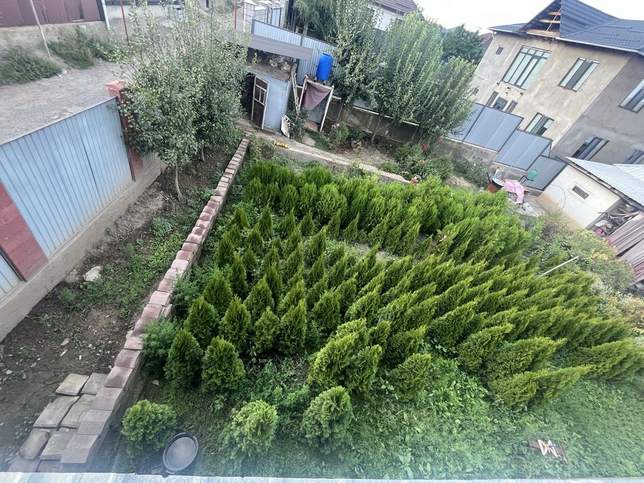 Туя Смарагд— В ПРОДАЖЕ!