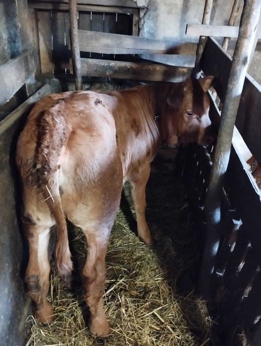 Vând vițea de 3 luni