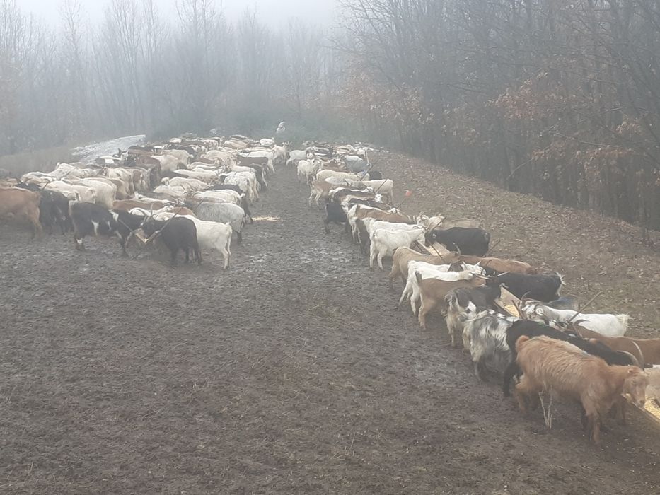 Capre fatate și gestante