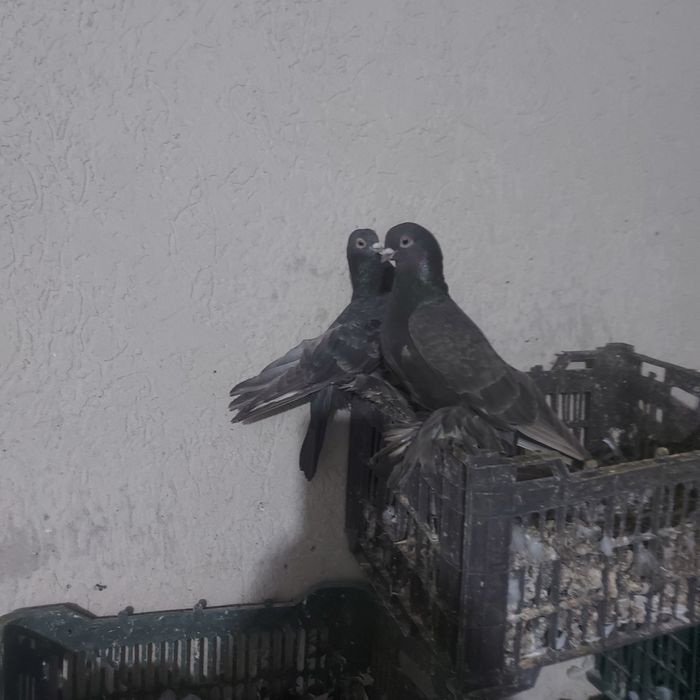 Челкар кишмиш пара канкретна с игрой