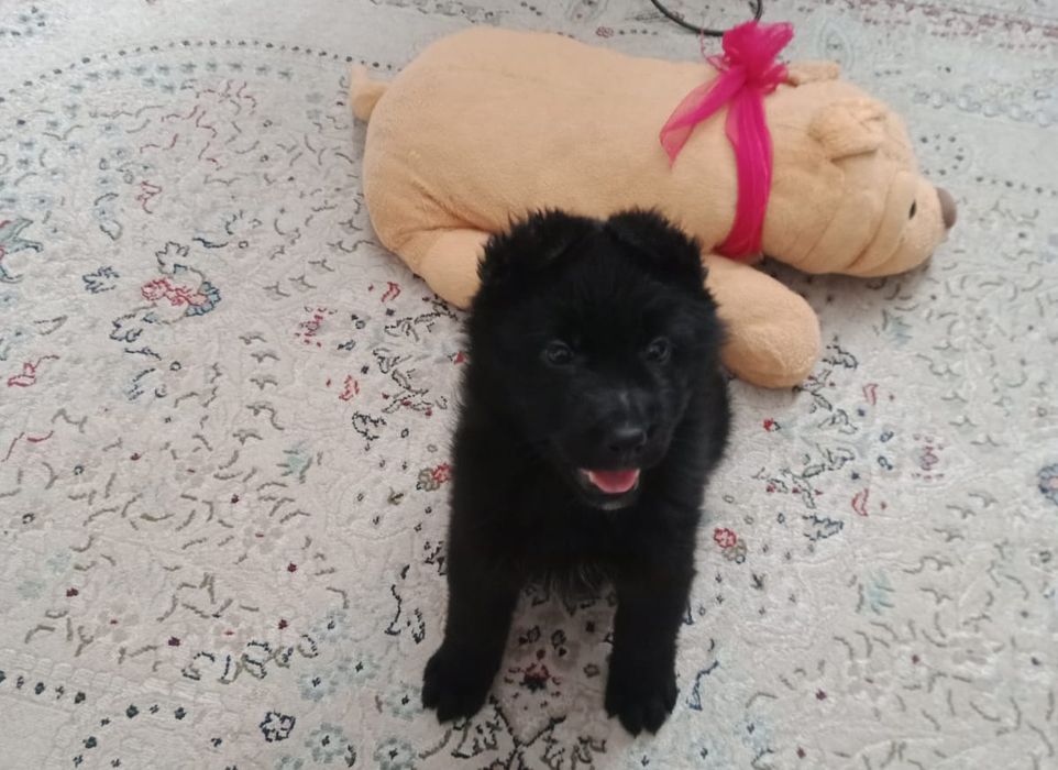 Щенки Немецкой Овчарки!!