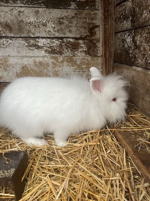 Iepure cap de leu-negociabil